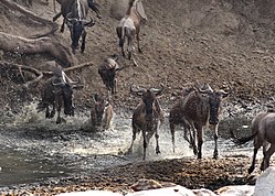 Serengeti wildebeest migration JF.jpg