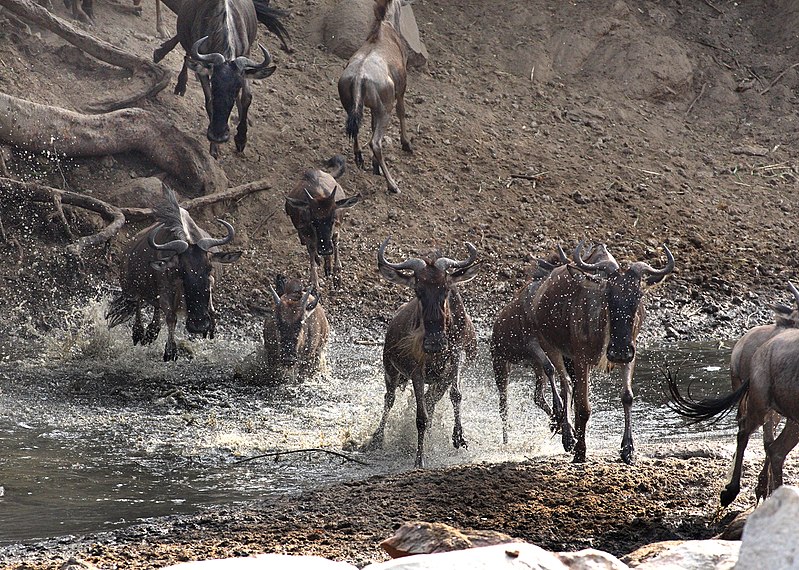 File:Serengeti wildebeest migration JF.jpg