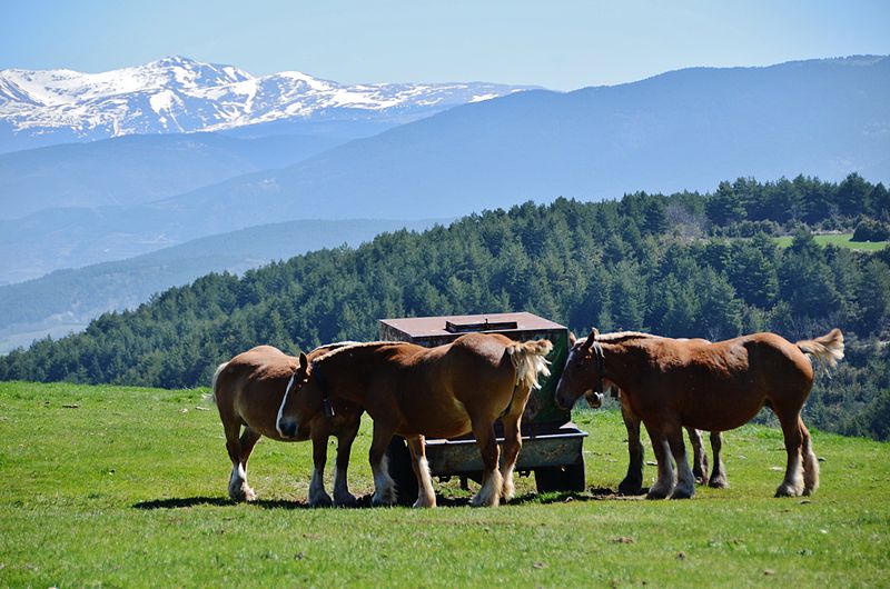 File:Serra del Cadí - 4.jpg