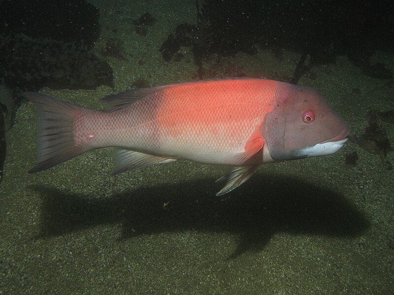 File:Sheephead.JPG