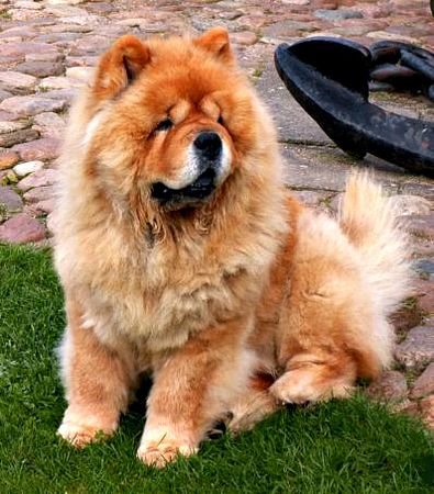 Dense double coat on a male Chow Chow