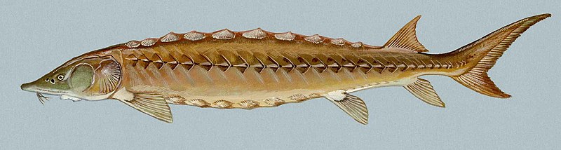 File:Shortnosed sturgeon fish acipenser brevirostrum (cropped).jpg