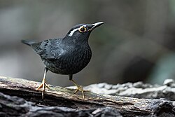 Siberian Thrush 0A2A2890.jpg