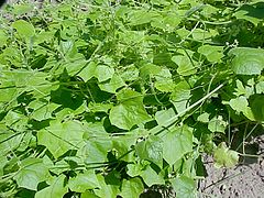 Plantes rampant au sol.