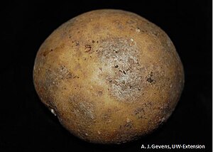 Silver scab on a potato