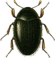 Simplocaria semistriata Jacobson.png