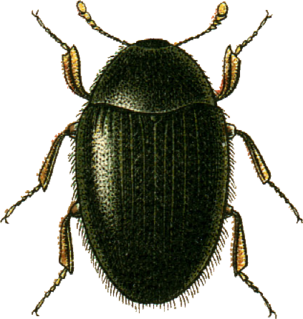 <i>Simplocaria semistriata</i> Species of beetle