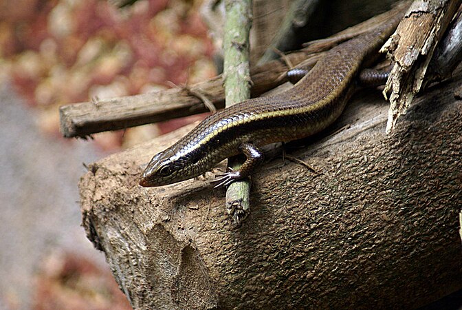 Skink. Ящерица сцинк синеязыкий. Ящерица Дальневосточный сцинк. Смарагдовый сцинк. Крокодиловый сцинк.