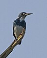 Alcedo coerulescens