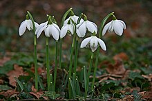 A double snowdrop, Galanthus nivalis f. pleniflorus 'Flore Pleno' Snowdrop bells.jpg