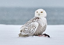 Snowy owl Wikipedia