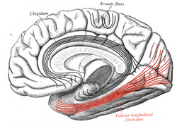 Sobo 1909 671 - Inferior longitudinal fasciculus.png