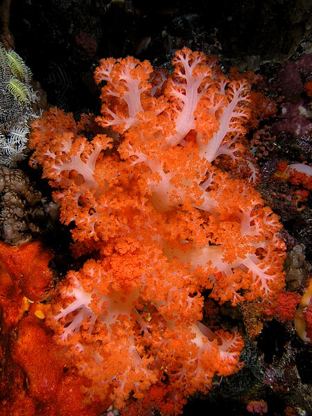 File:Soft coral komodo.jpg