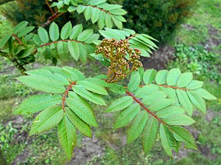 <i>Sorbus discolor</i> Species of plant in the family Rosaceae