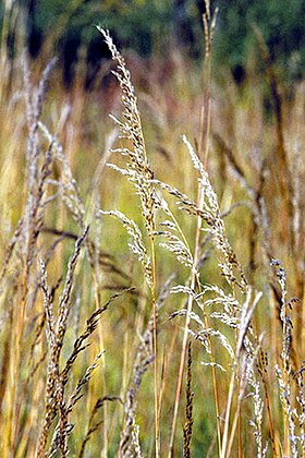 Gul Indianergræs (Sorghastrum nutans) Foto: United States Environmental Protection Agency