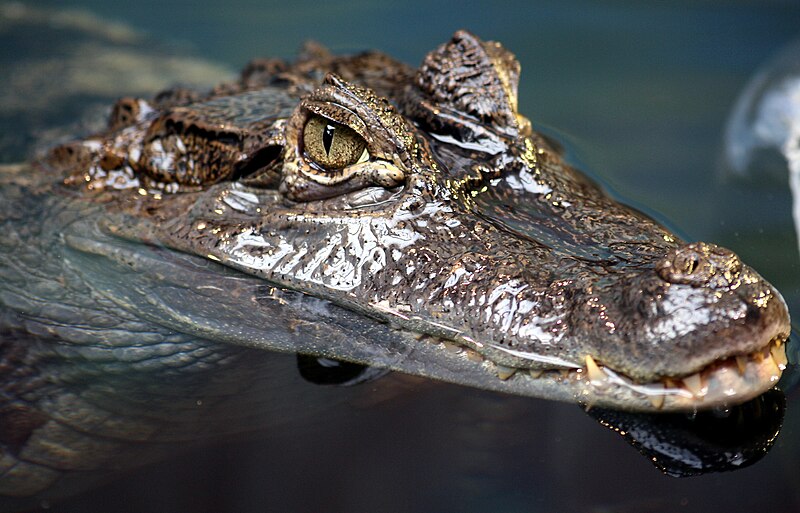 File:Spectacled caiman by Keven Law.jpg