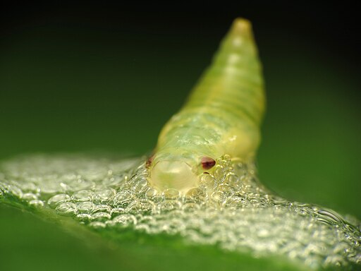 Spittle Bug Nymph Uncovered - Flickr - treegrow