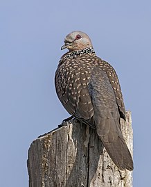 Spotted dove Spilopelia chinensis suratensis