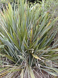 Phormium tenax