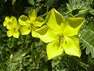 State Flower of The Country of Curaçao