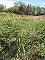 Starr-130617-4969-Digitaria insularis-seeding habit-Kealia Pond NWR-Maui (24915470160).jpg