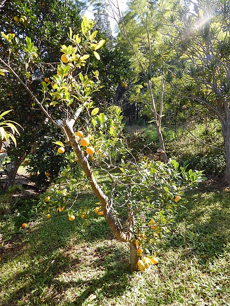 File:Starr-150112-3402-Citrus limonia-fruiting habit-Hawea Pl Olinda-Maui (24968846670).jpg