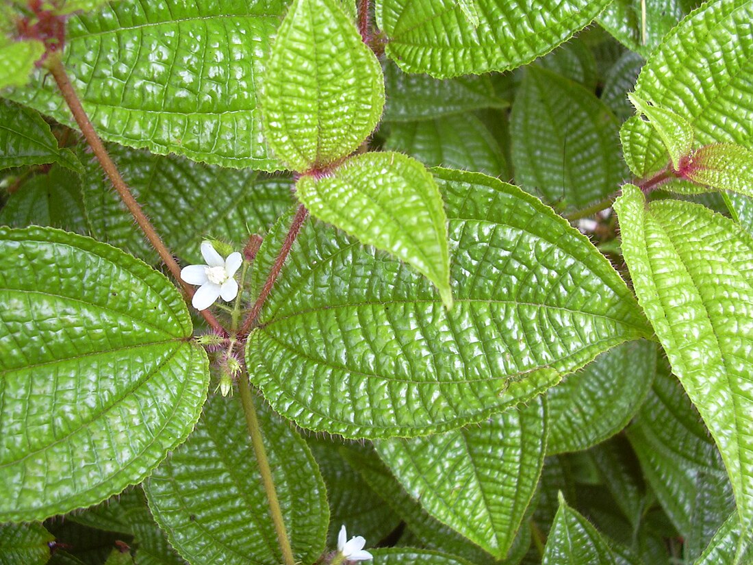 Miconia crenata