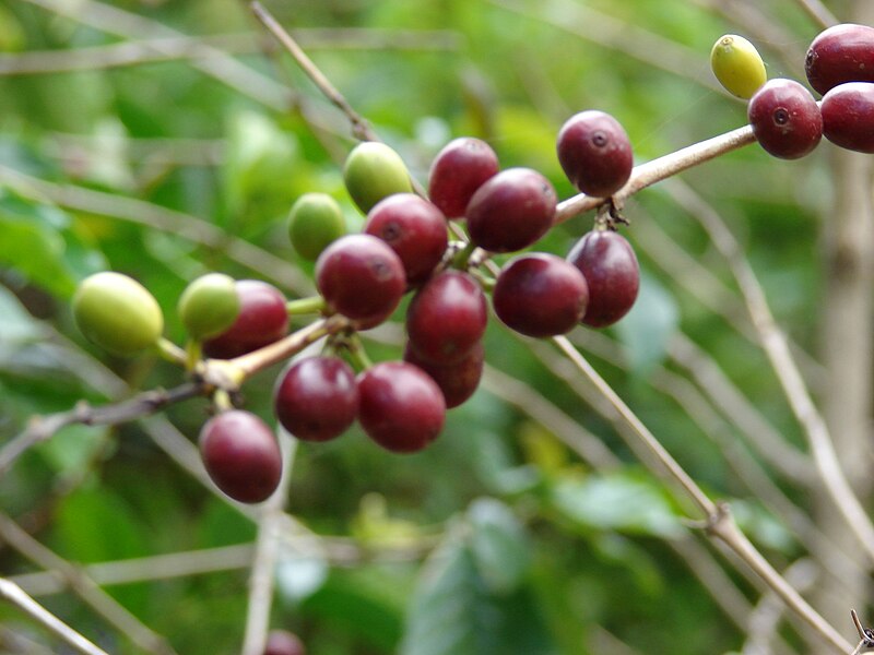 File:Starr 070617-7332 Coffea arabica.jpg