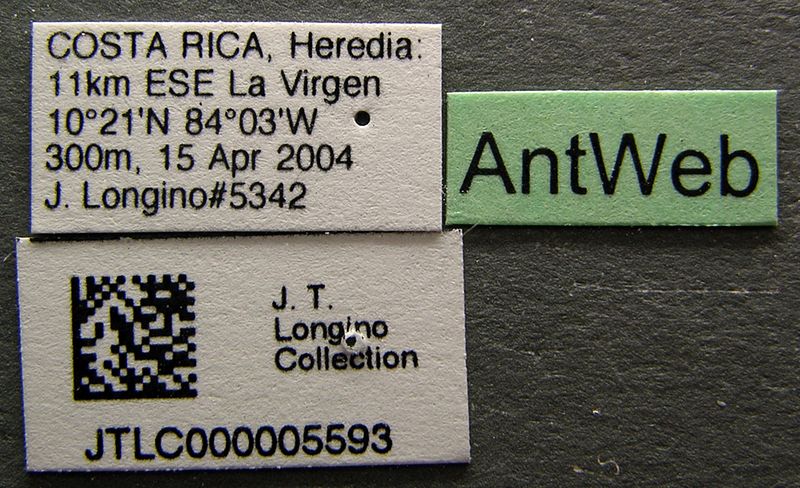 File:Stenamma alas jtlc000005593 label 1.jpg