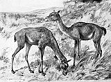 Life restoration of the Oligocene-Miocene camel Stenomylus Stenomylus.jpg