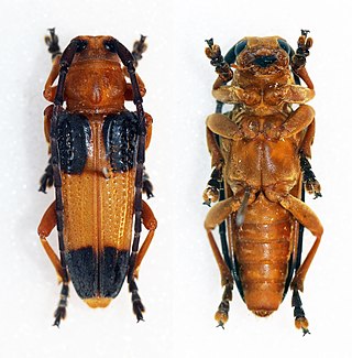 <i>Stibara</i> Genus of beetles