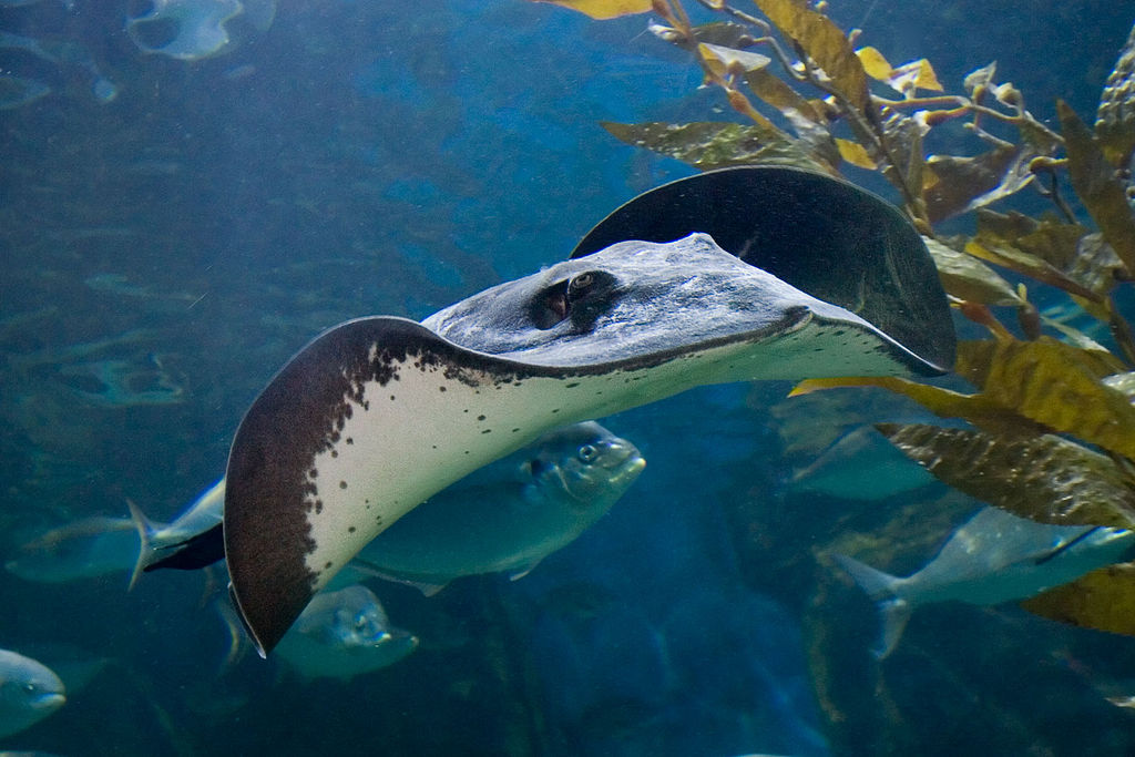     1024px-Sting_ray_-_melbounre_aquarium.jpg