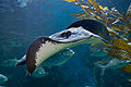 Sting ray - melbounre aquarium.jpg