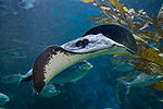 Sting ray - melbounre aquarium.jpg