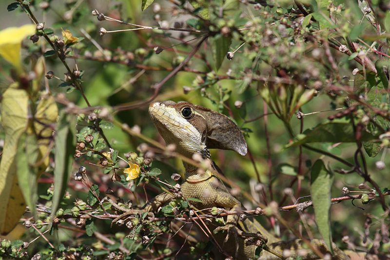 File:Striped Basilisk (3329175694).jpg