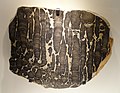 Stromatolite, Proterozoic, Bitter Springs Formation, Alice Springs, Northern Territory of Australia - Houston Museum of Natural Science - DSC01371.JPG