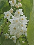 Styrax obassia 02.JPG