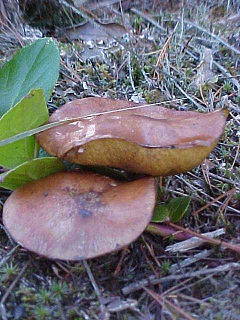 Suillus subluteus: fotografijŏ