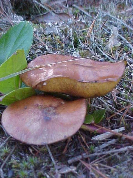 File:Suillus subluteus 16889.jpg