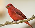 Piros tangara (Piranga rubra)