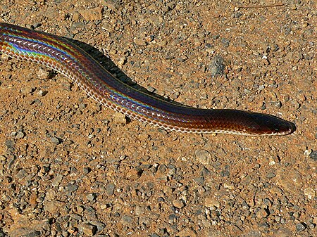 ไฟล์:Sunbeam_Snake_(Xenopeltis_unicolor)_(7109771205).jpg