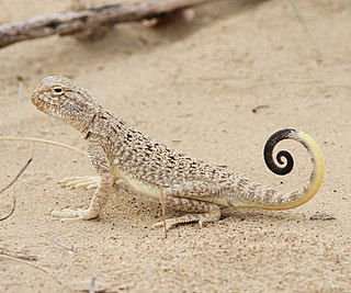 <i>Phrynocephalus helioscopus</i> Species of lizard