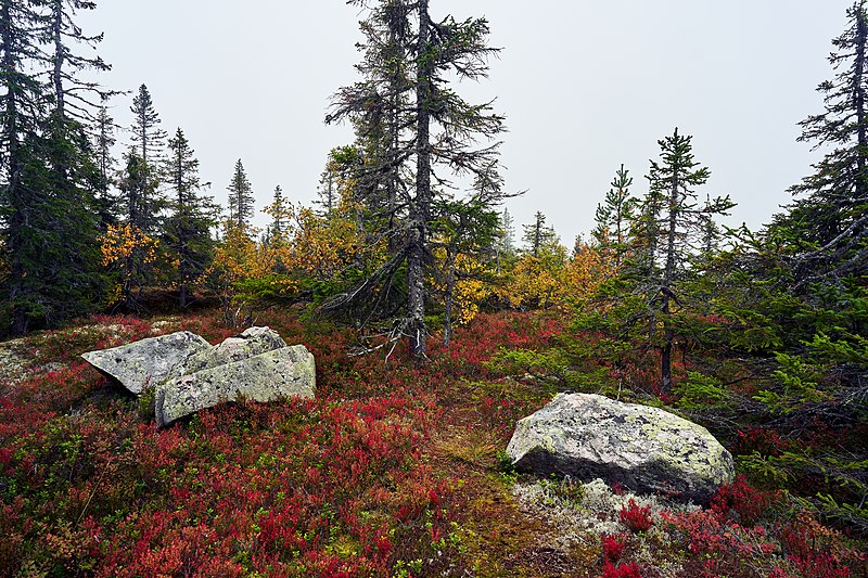 File:Svartdalstjerna Lakes Primeval Forest Nature Reserve of the Totenaasen Hills in Norway 93.jpg