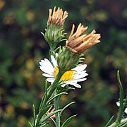 side view of three flower heads with white ray florets and yellow disk florets showing involucres and phyllaries