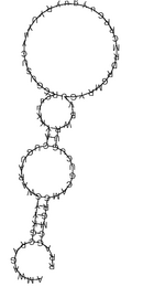 Consensus structure of TB10Cs5H2 TB10Cs5H2 snoRNA.PNG