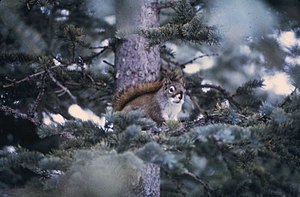 Common red squirrel