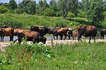 Vorschaubild für Naturschutzgebiet Lippeaue (SO-007)