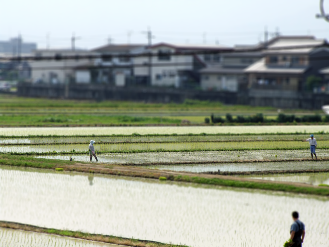 Arroz japonés