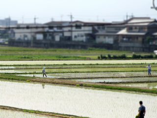 Agriculture, forestry, and fishing in Japan