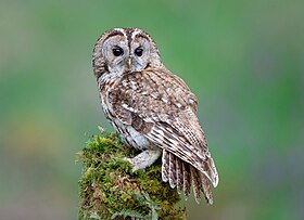Tawny Owl in Fife, Scotland.jpg